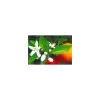 Arôme eau de fleur d'oranger - par 10 L
