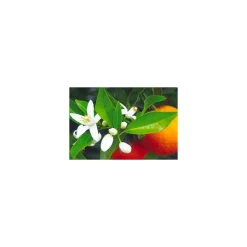 Arôme eau de fleur d'oranger - par 10 L