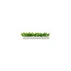 Barrette blanche persil 25 cm - par 12