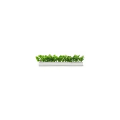 Barrette blanche persil 25 cm - par 12