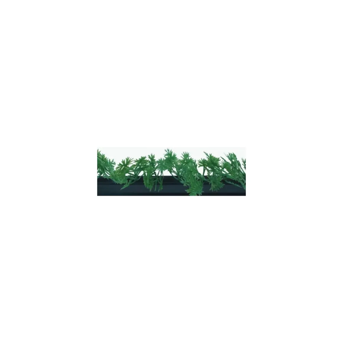 Barrette noire persil 25 cm - par 12
