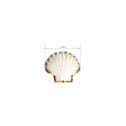 Coquille Saint Jacques naturelle 13+ cm - par 200