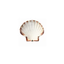 Coquille Saint Jacques naturelle 13+ cm - par 200