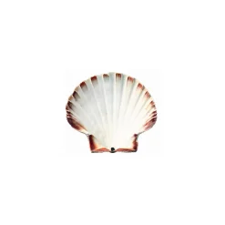 Coquille Saint Jacques naturelle 13,5+ cm - par 160