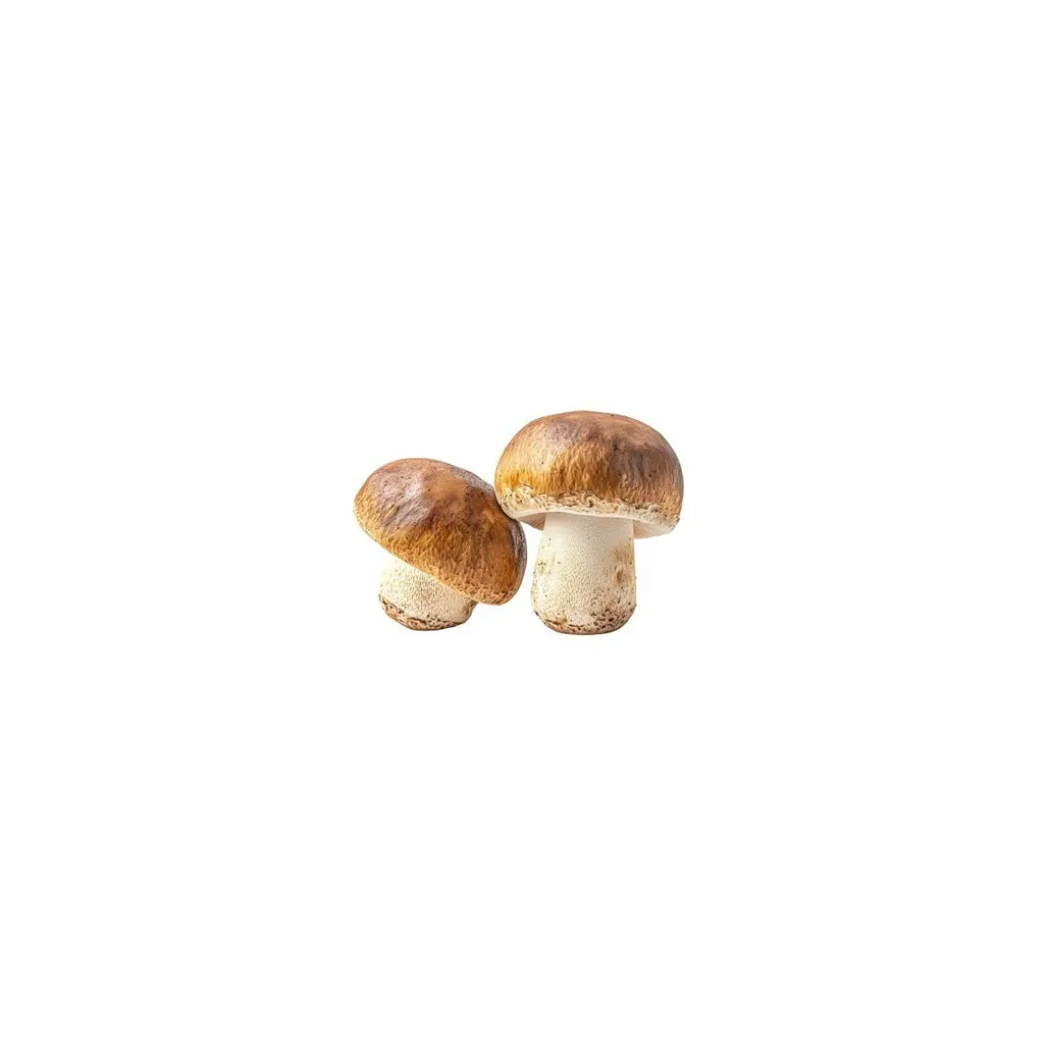 Cèpes entiers - par 500 g