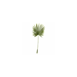 Feuille de palmier en éventail 100 x 40 cm