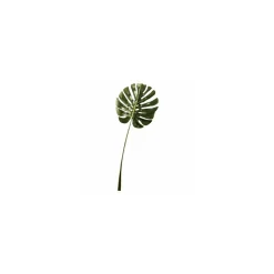 Feuille de philo 77 cm
