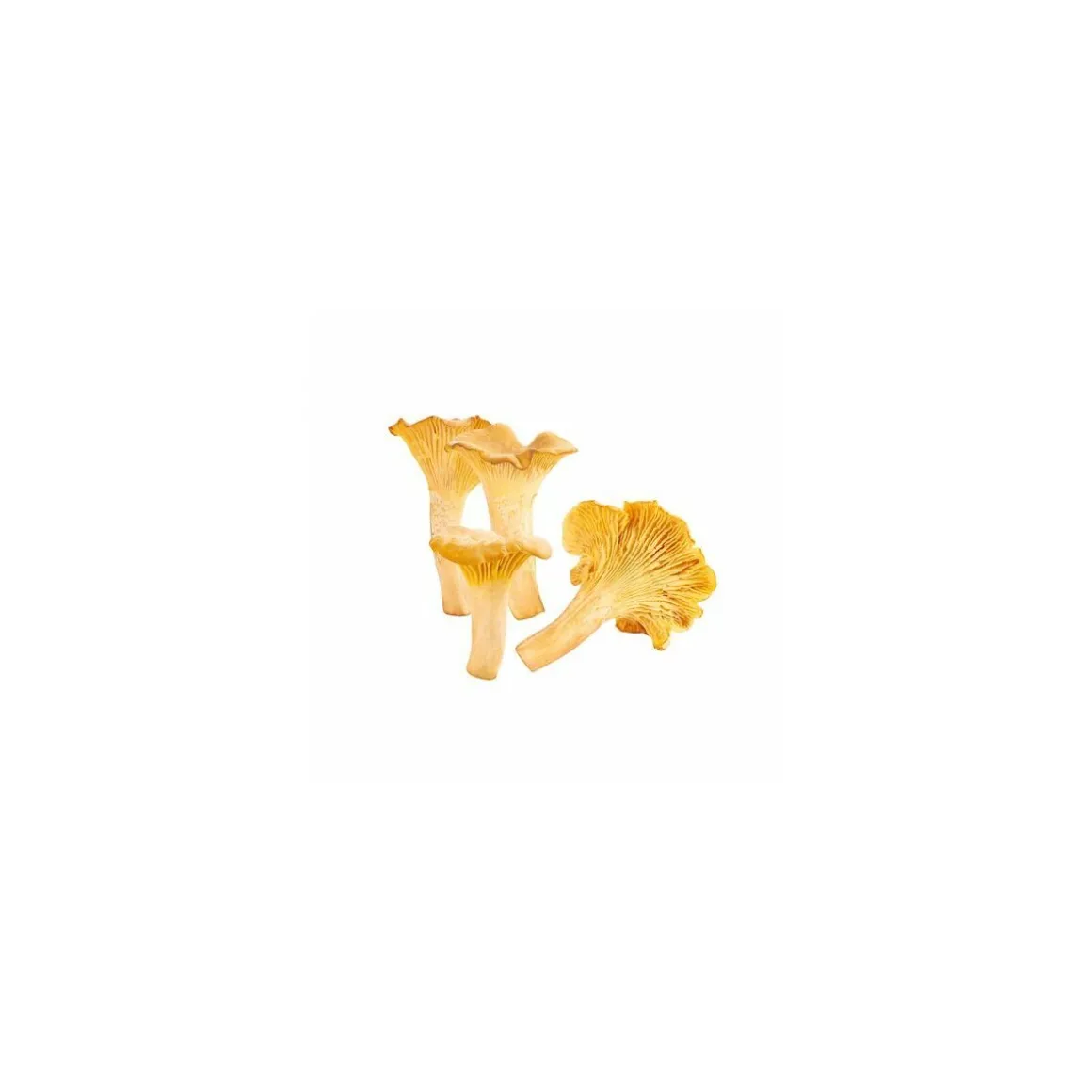 Girolles entières - par 500 g