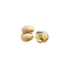 Mini coquille naturelle ø 5 cm - par 50