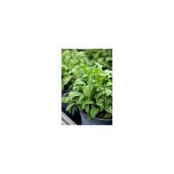 Sauge entière grabeautée - sac de 1 kg
