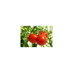Tomate Poudre - par 1 kg